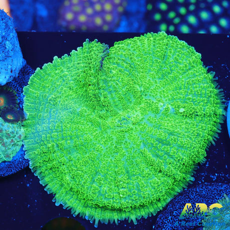 Green Rhodactus