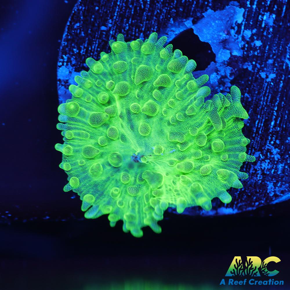 ARC Neon Hairy Mushroom