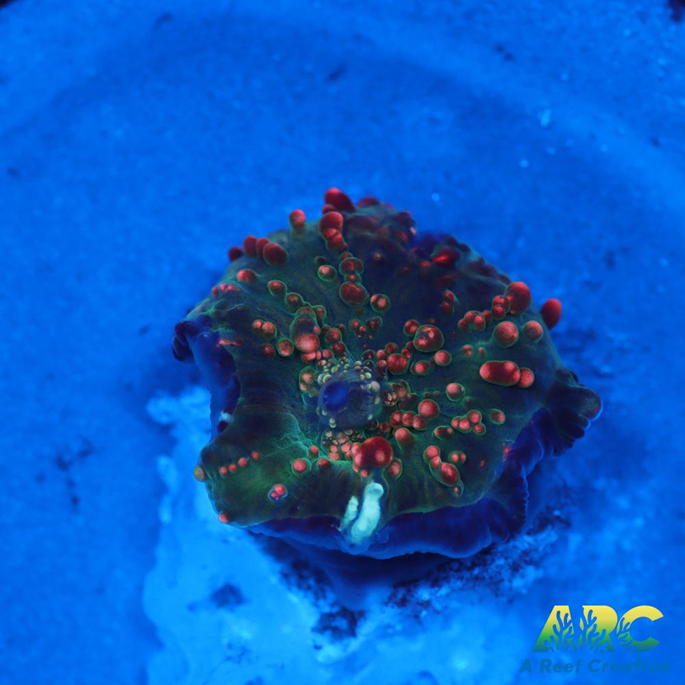 Dragon Lady Bounce Mushroom