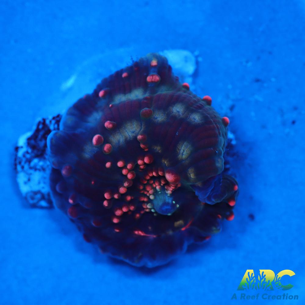 Dragon Lady Bounce Mushroom