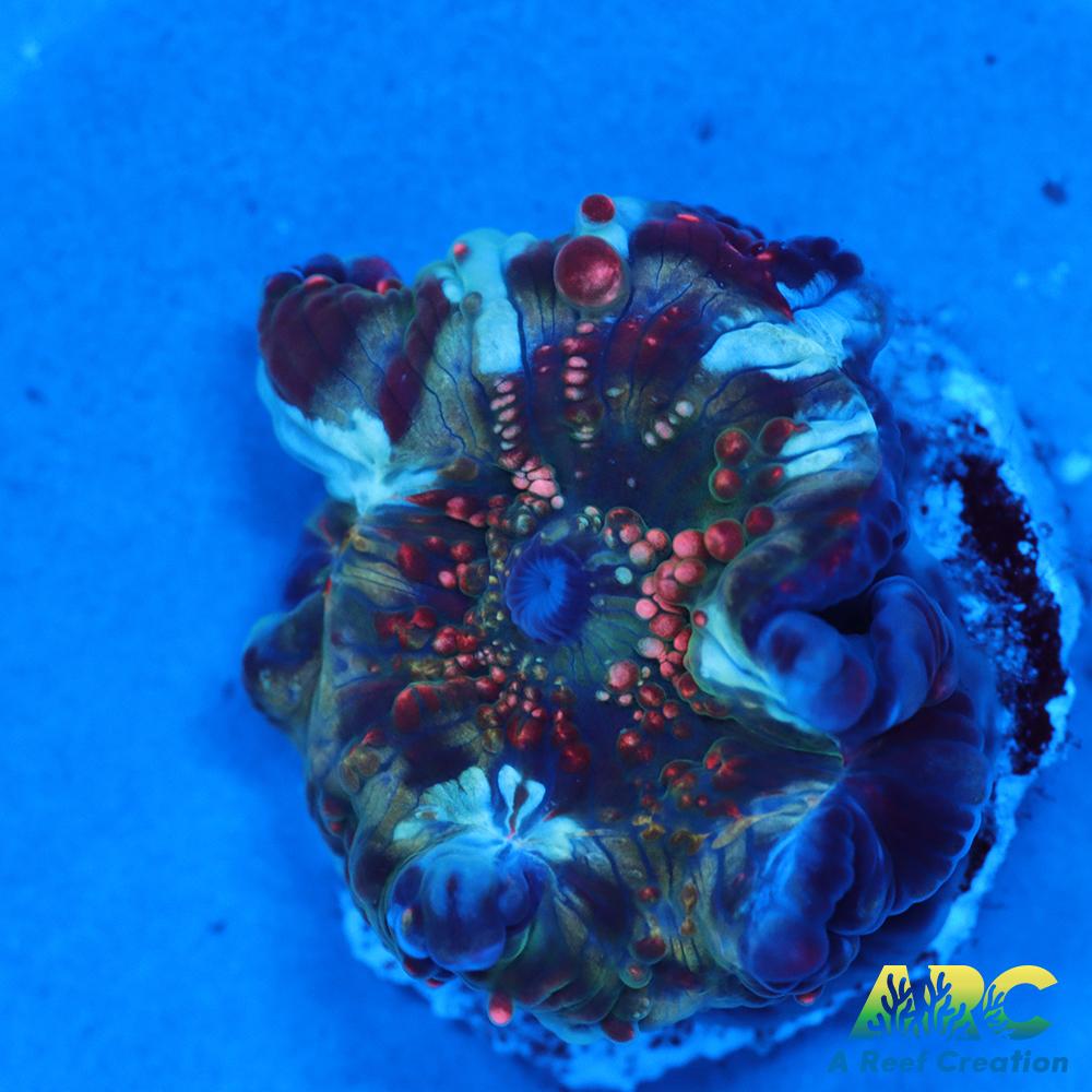 Dragon Lady Bounce Mushroom