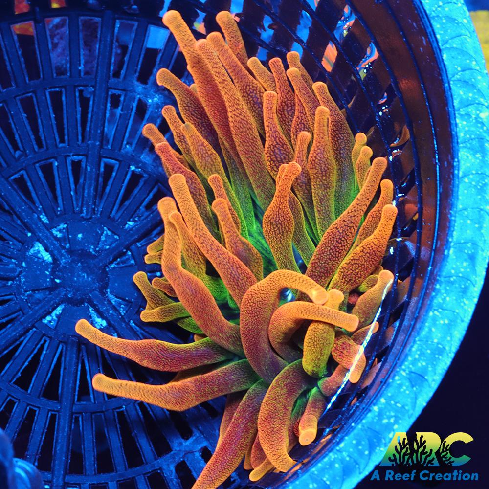 Chicago Sunburst Anemone