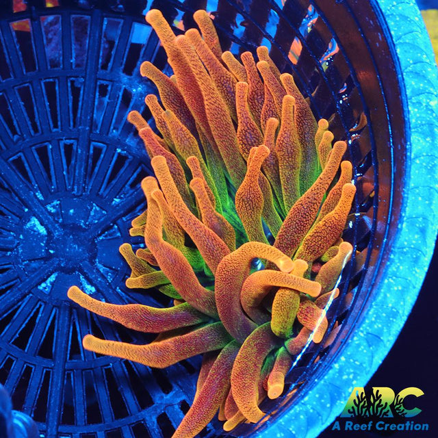 Chicago Sunburst Anemone