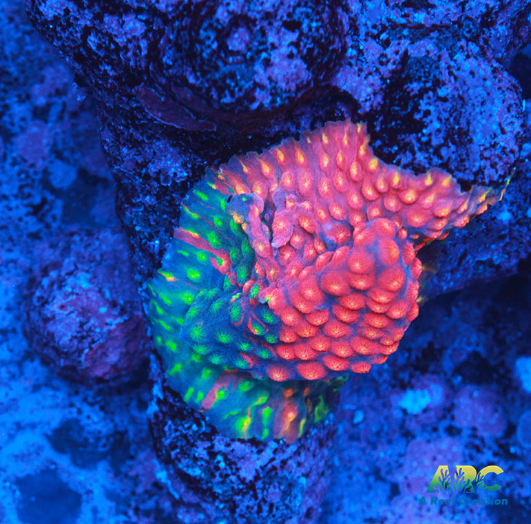 ARC Monet's Madness Cyphastrea