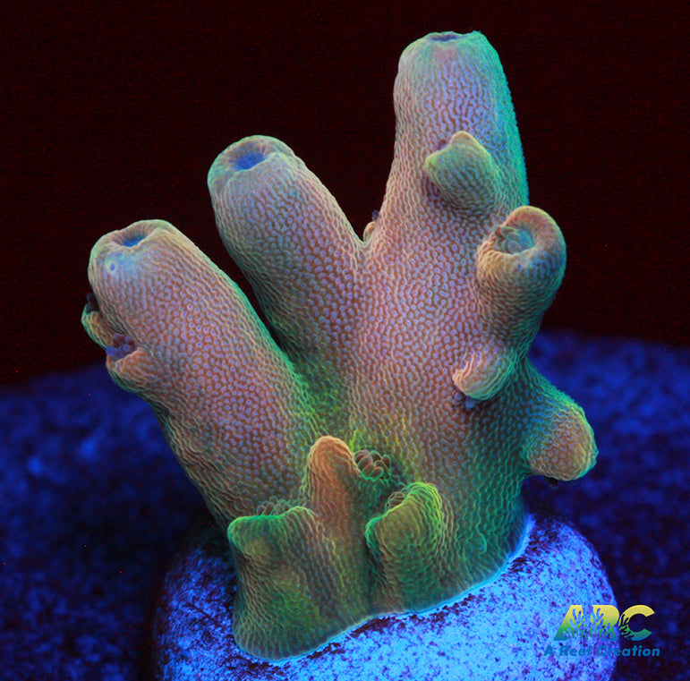 RRC Jaw Dropper Acro