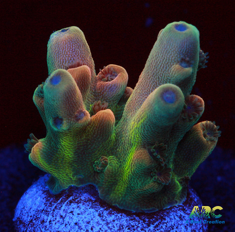 RRC Jaw Dropper Acro