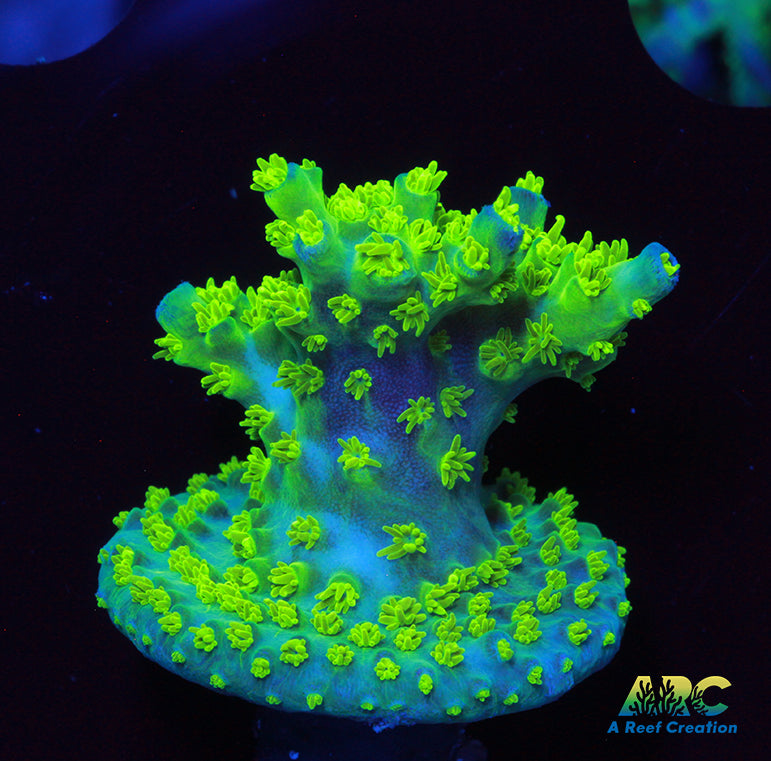 RRC Marvin the Martian Acro