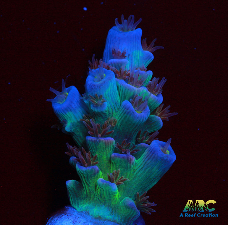 RRC Angry Birds Tenuis