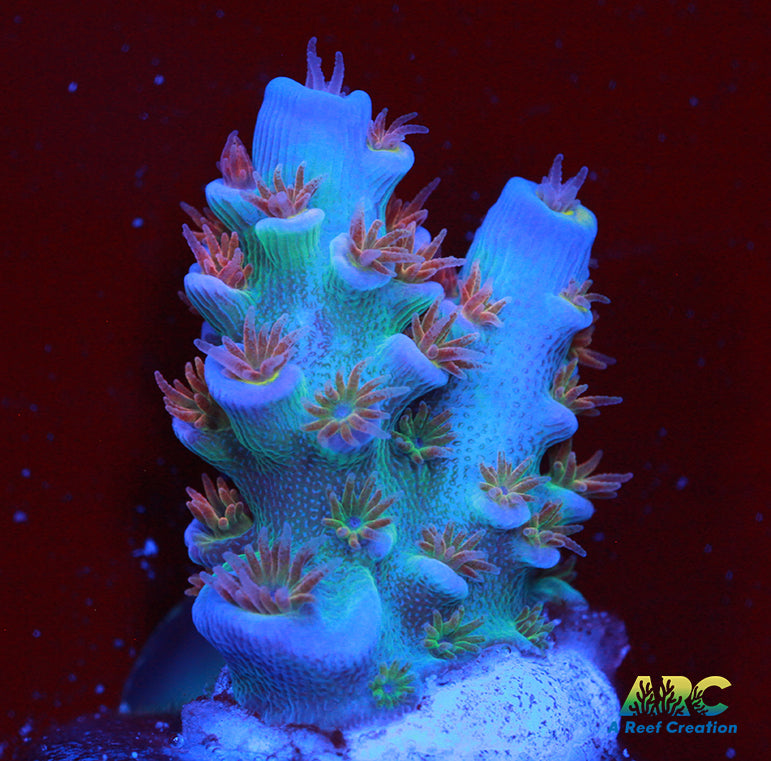 RRC Angry Birds Tenuis