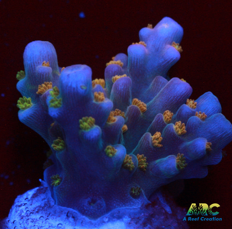 Tyree Merlin Staff Acro