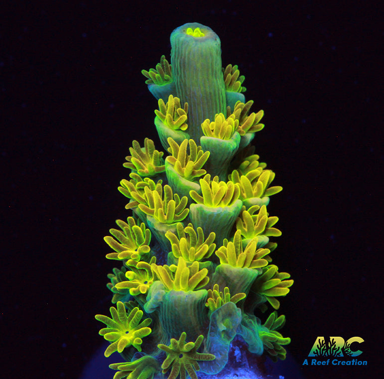 MattV Rainbow Envy Tenuis