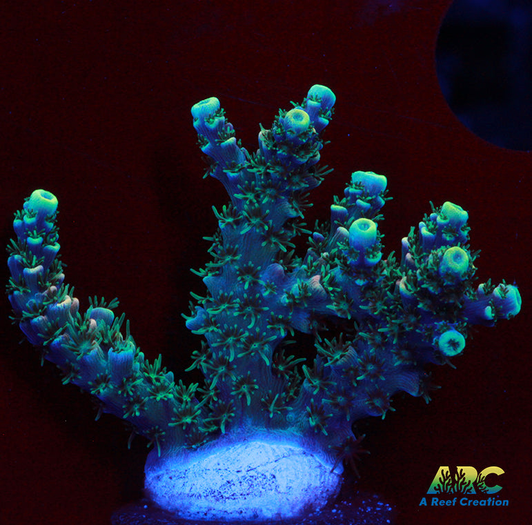 Sanjay's Party Time Table Acro