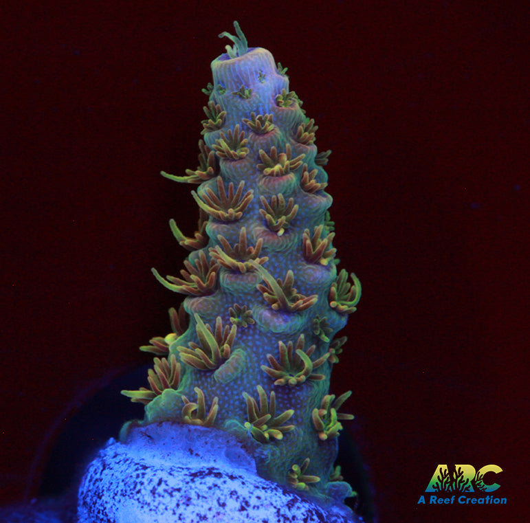 JF Solar Flare Milli