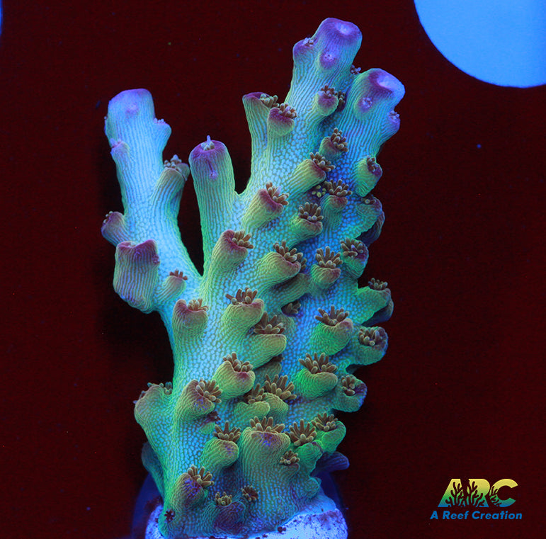 ARC 2020 Acro