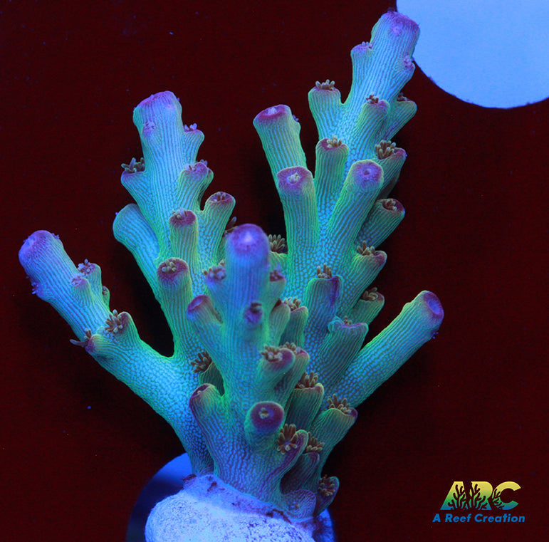 ARC 2020 Acro
