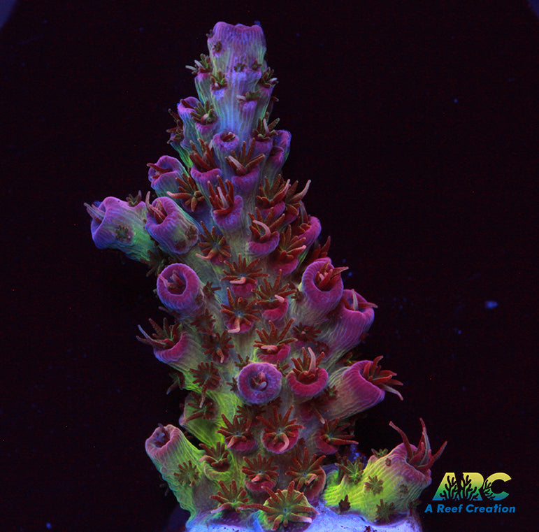 Cherry Corals Firewalker Milli