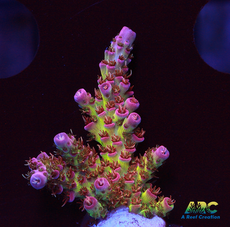 Cherry Corals Firewalker Milli