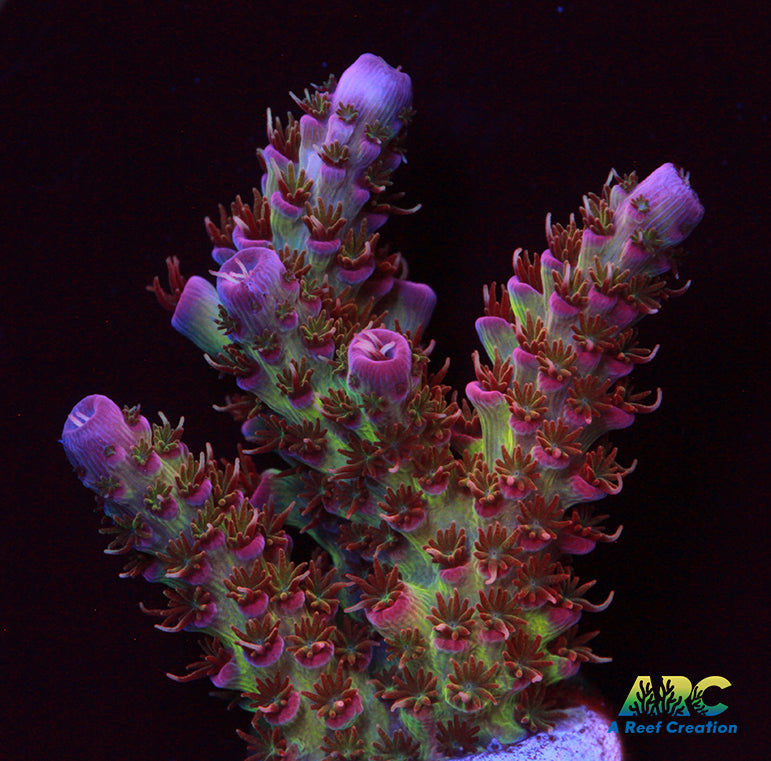 Cherry Corals Firewalker Milli