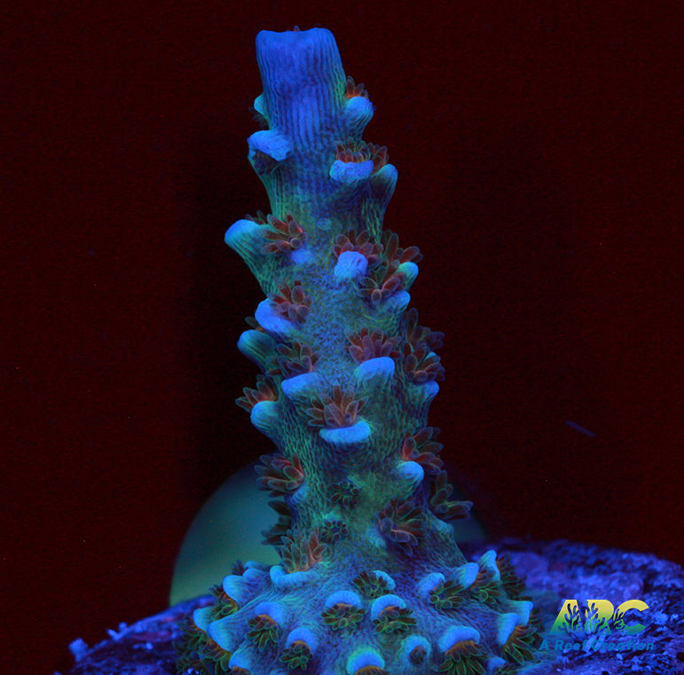 ARC Blue Birds Tenuis