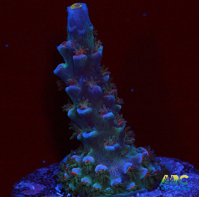 ARC Blue Birds Tenuis