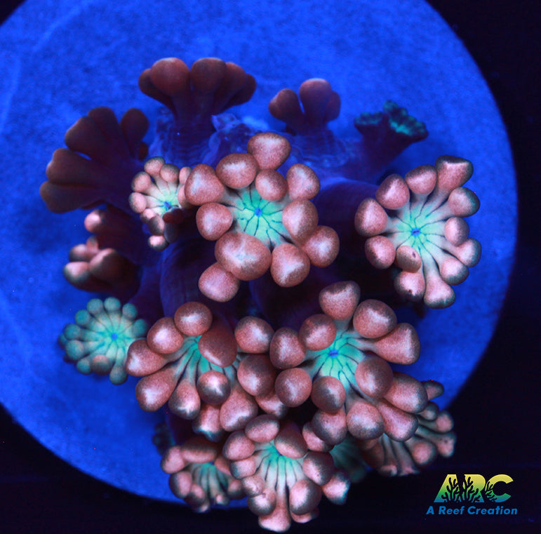 ARC Cotton Candy Alveopora