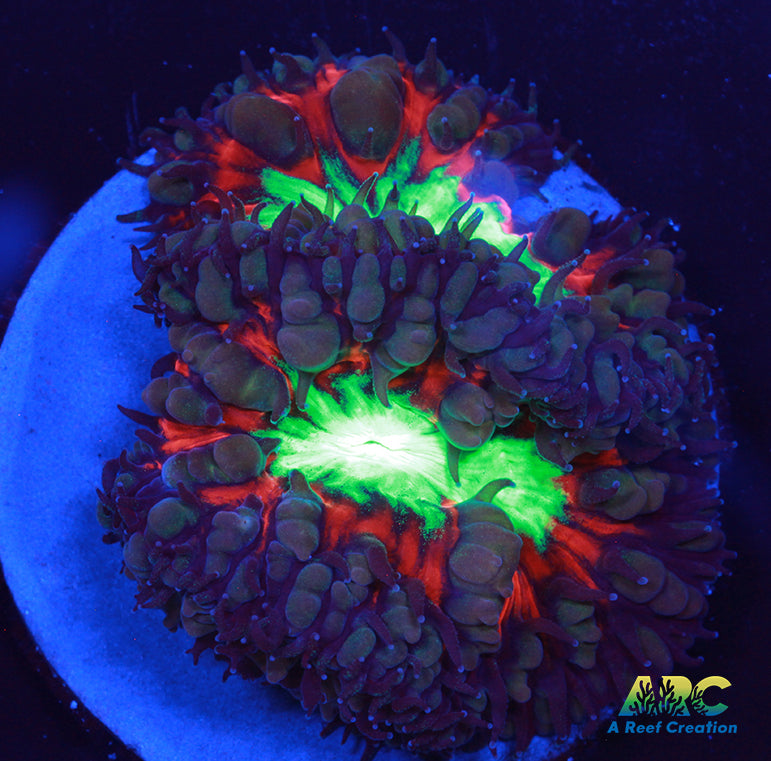 ARC Black Cherry Blasto 3 Head