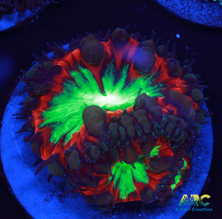 ARC Black Cherry Blasto 3 Head