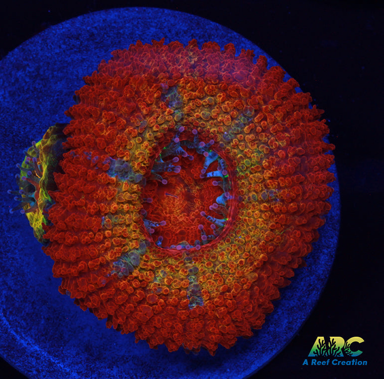 ARC Sunrise Acan