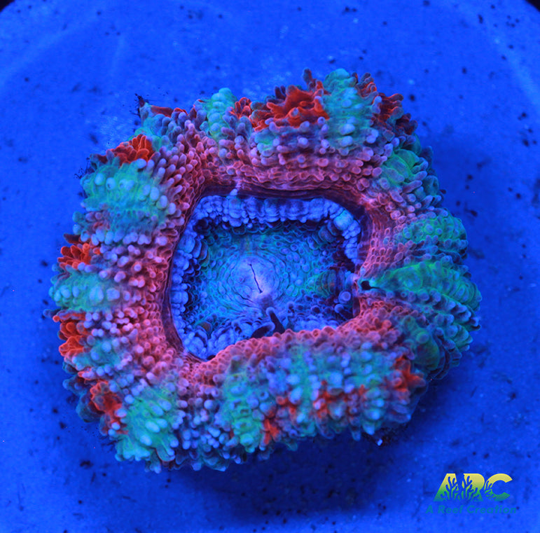 Pink and Teal Acan