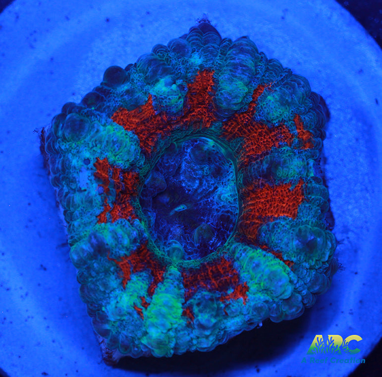 Red and Teal Indo Acan