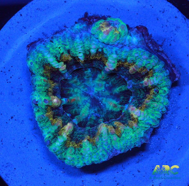 ARC Gold Flake Acan