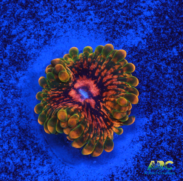 GB Grand Master Krakatoa Zoa