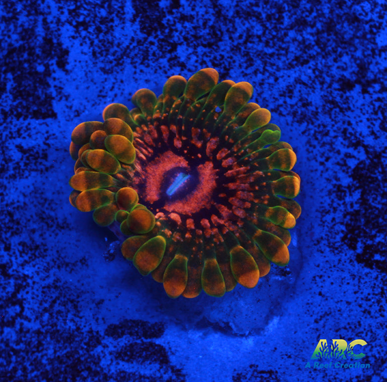 GB Grand Master Krakatoa Zoa