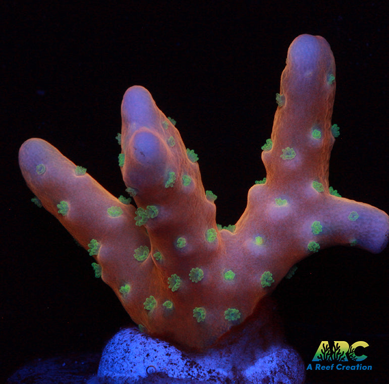 RRC Tropicana Anacropra