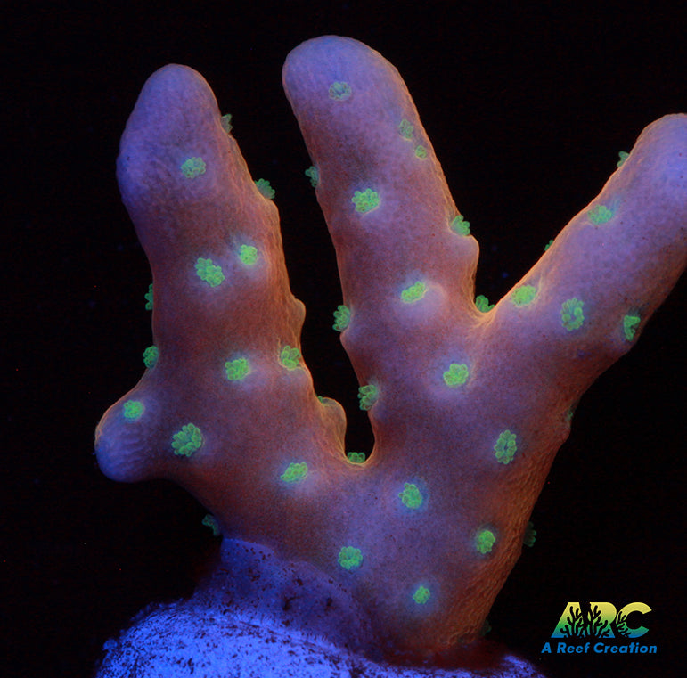 RRC Tropicana Anacropra