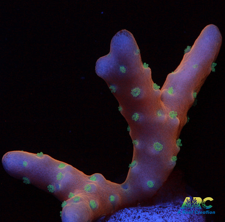 RRC Tropicana Anacropra