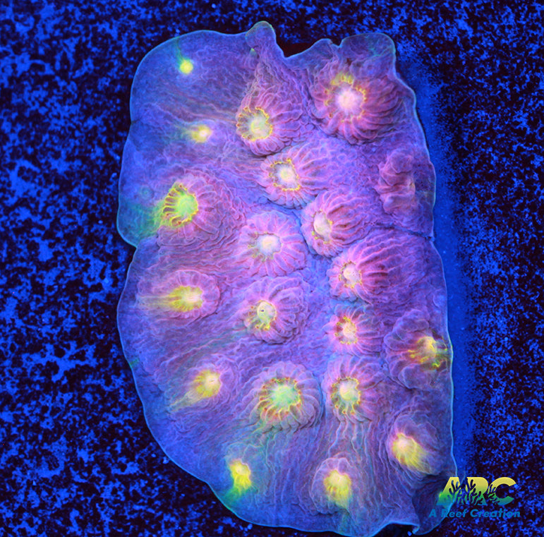 ARC Halley's Comet Plating Cyphastrea