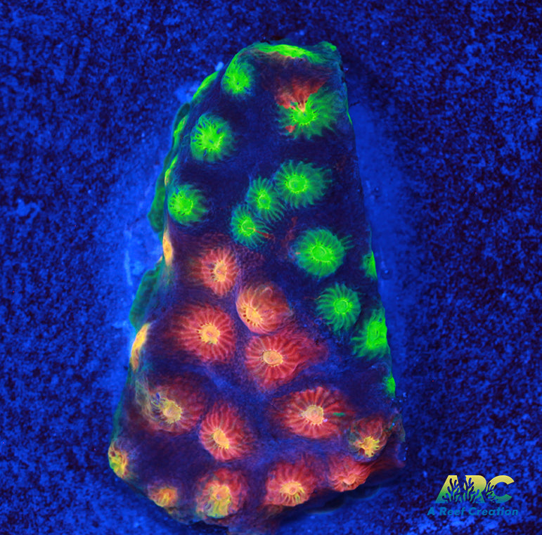 ARC Monet's Madness Cyphastrea