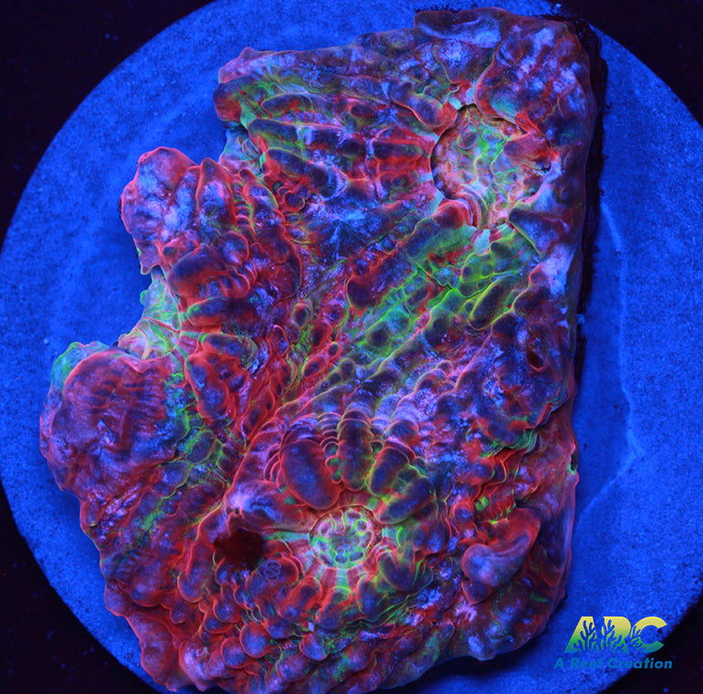 ARC Rainbow Convict Chalice