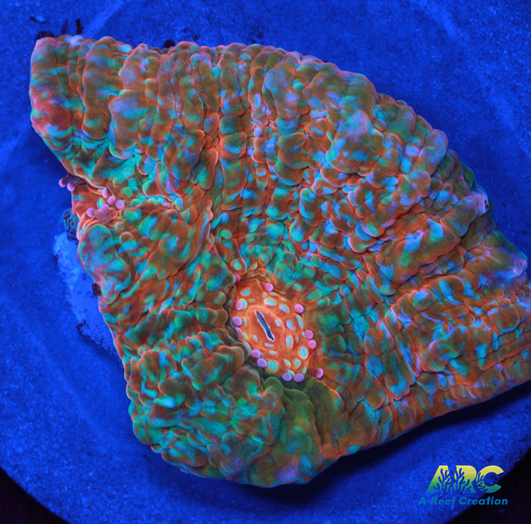 ARC Stardust Chalice