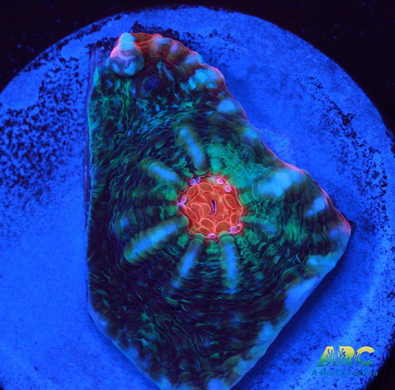 ARC Raging Rivers Chalice