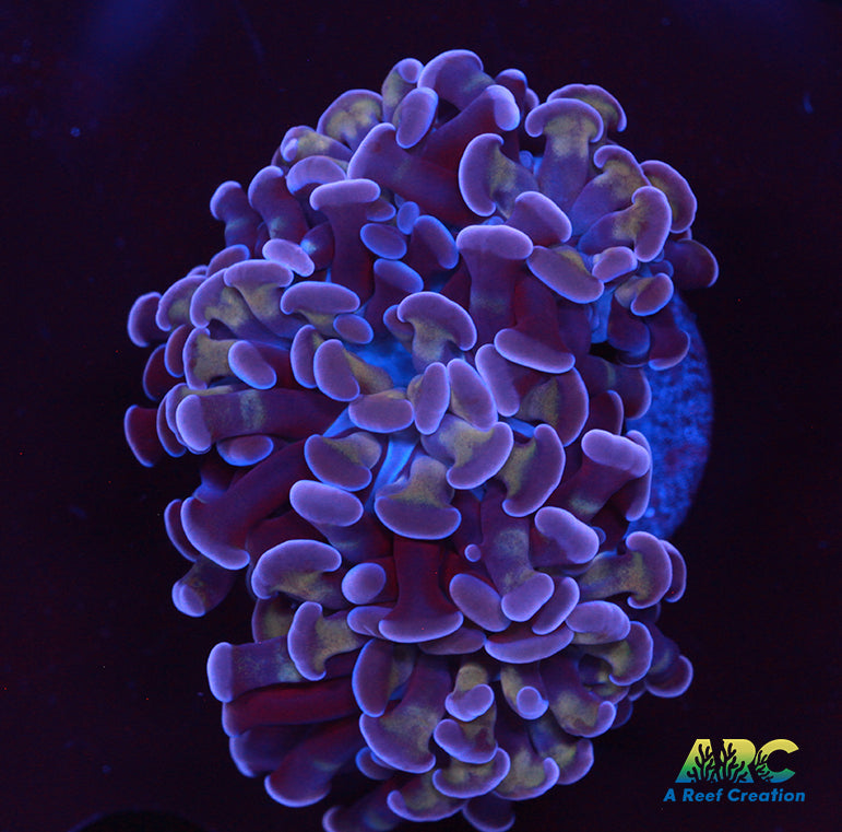 ARC Purple Branching Hammer