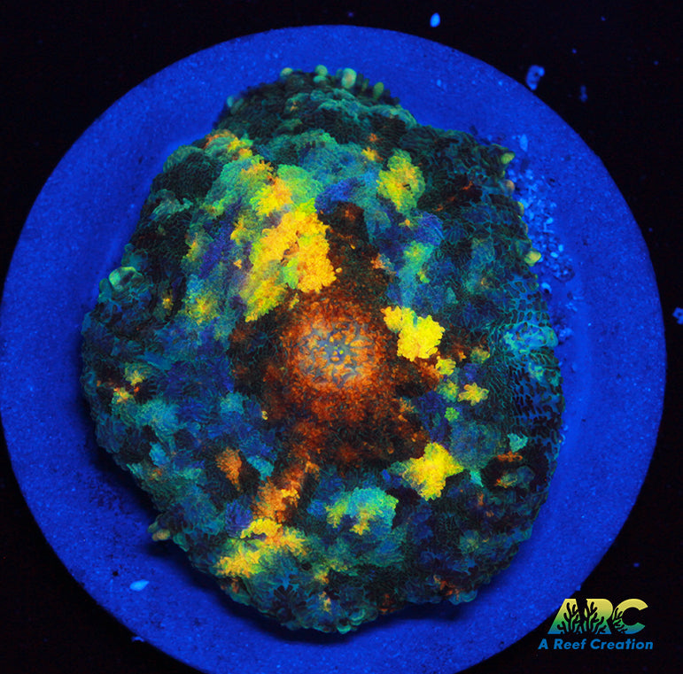 Jupiter Red Rhodactis