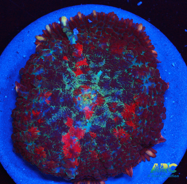 Blood Moon Rhodactis