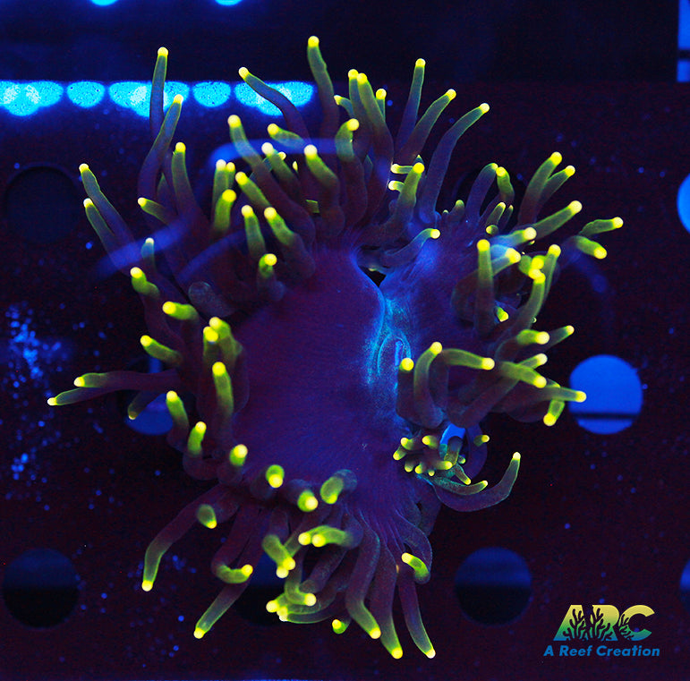 Rasta Elegance Coral