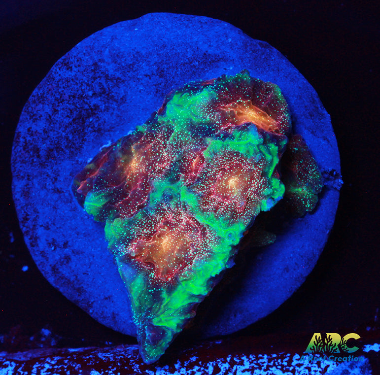 Cherry Corals Space Cakes Favia