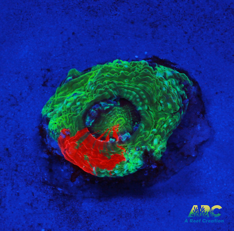 ARC Brent's Bleeding Apple Bower