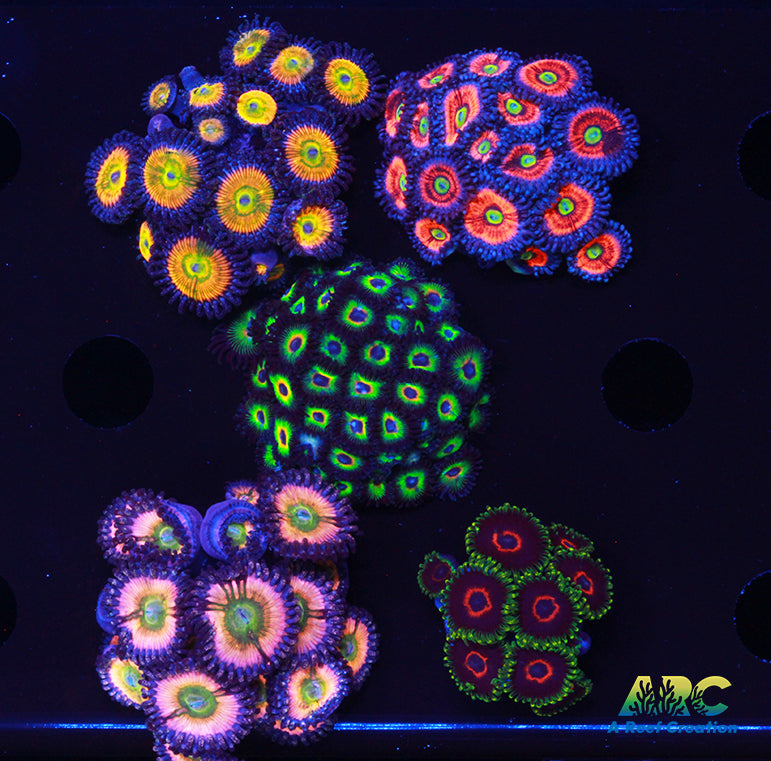 Overgrown Zoas 5 Frag Pack