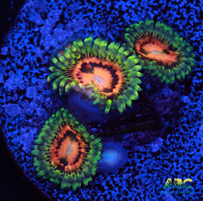 Rainbow Incinerators