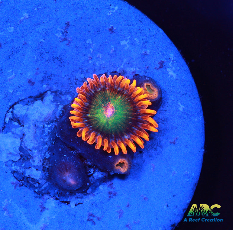 Cherry Corals Mango Fusion